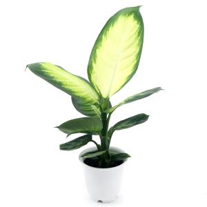 (観葉植物)ディフェンバキア マリアンヌ 4号...の詳細画像1