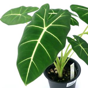 （観葉植物）アロカシア　グリーンベルベット　３．５〜４号（１鉢）