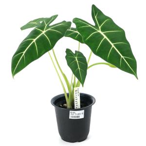 (観葉植物)アロカシア グリーンベルベット 3...の詳細画像1