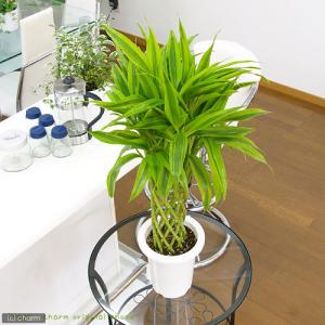 (観葉植物)大型 インテリア ドラセナ サンデ...の詳細画像1