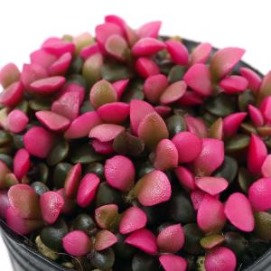 (多肉植物)アナカンプセロス 桜吹雪(さくらふぶ...の商品画像