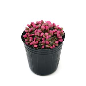 (多肉植物)アナカンプセロス 桜吹雪(さくらふ...の詳細画像1