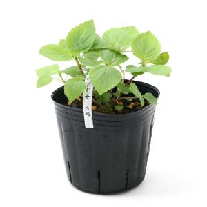 （観葉植物）シソ　青じそ　３〜３．５号（無農薬）（３ポット）　家庭菜園