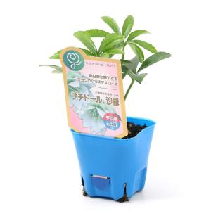 (観葉植物)クリスマスローズ プチドール 沙羅...の詳細画像1