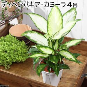 （観葉植物）ディフェンバキア　カミーラ　４号（１鉢）