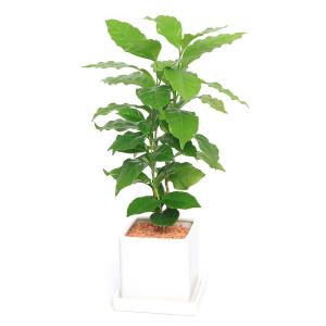 （観葉植物）コーヒーの木　陶器鉢植え　スクエアホワイト（１鉢）　受皿付　セラミス　鉢植え　おしゃれ　室内　プレゼント