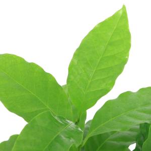 (観葉植物)コーヒーの木 陶器鉢植え スクエア...の詳細画像1
