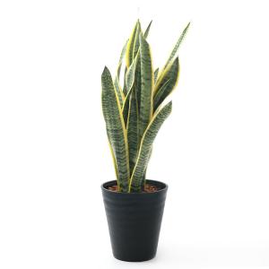 (観葉植物)大型 インテリア サンスベリア 6...の詳細画像1