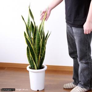 (観葉植物)大型 インテリア サンスベリア 6...の詳細画像2