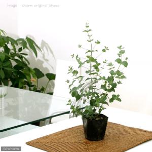 (観葉植物)ユーカリ グニー 3〜3.5号(1...の詳細画像1