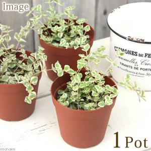 (多肉植物)クラッスラ リトルミッシー 3号(1...の商品画像