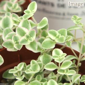 (多肉植物)クラッスラ リトルミッシー 3号(...の詳細画像1
