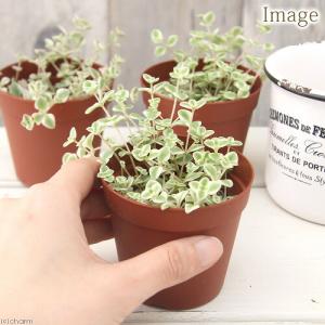 (多肉植物)クラッスラ リトルミッシー 3号(...の詳細画像2