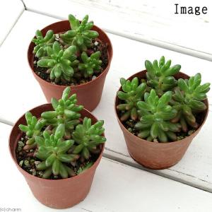 (多肉植物)セダム 虹の玉 2.5〜3号(1鉢)の詳細画像1