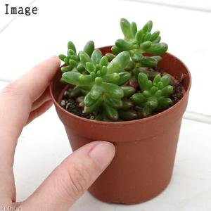 (多肉植物)セダム 虹の玉 2.5〜3号(1鉢)の詳細画像2