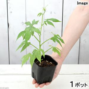 （観葉植物）オキナワスズメウリ　３号（１ポット）　家庭菜園｜charm 第2ヤフー店