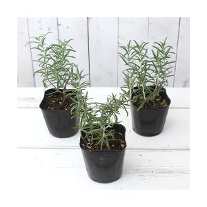 （観葉植物）ハーブ苗　ローズマリー　ホワイト　立性　３号（１ポット）　家庭菜園