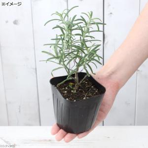 (観葉植物)ハーブ苗 ローズマリー ホワイト ...の詳細画像1