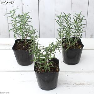 (観葉植物)ハーブ苗 ローズマリー ホワイト ...の詳細画像2