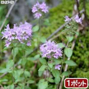 （観葉植物）ハーブ苗　タイム　イブキジャコウソウ（伊吹麝香草）　３号（１ポット）