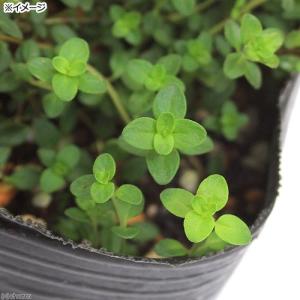 (観葉植物)ハーブ苗 タイム イブキジャコウソ...の詳細画像1