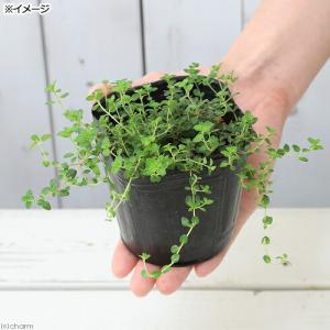 (観葉植物)ハーブ苗 タイム イブキジャコウソ...の詳細画像2