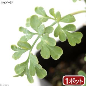 (観葉植物)ハーブ苗 ルー ガーデンルー 3号(...の商品画像