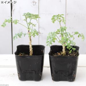 (観葉植物)ハーブ苗 ルー ガーデンルー 3号...の詳細画像1