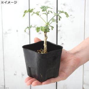 (観葉植物)ハーブ苗 ルー ガーデンルー 3号...の詳細画像2
