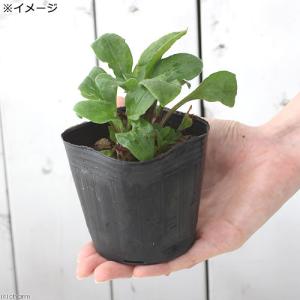 (山野草)フクロナデシコ(レッドキャンピオン)...の詳細画像2