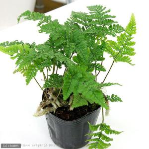 （観葉植物）トキワシノブ　３号（１ポット）