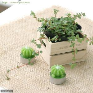 （観葉植物）ピレア　グラウカ　３〜３．５号（１ポット）