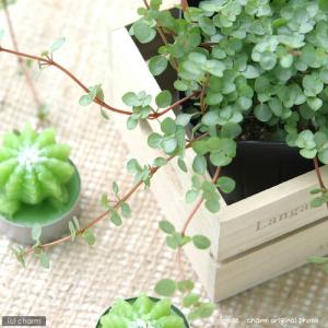 (観葉植物)ピレア グラウカ 3〜3.5号(1...の詳細画像1