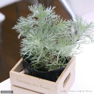 （山野草）アサギリソウ（朝霧草）　２．５〜３号（１ポット）（休眠状態）