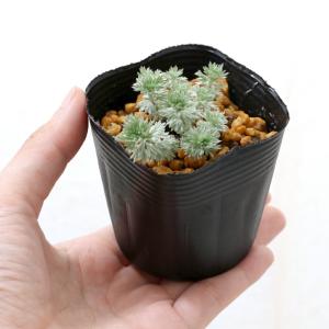(山野草)アサギリソウ(朝霧草) 2.5〜3号...の詳細画像1