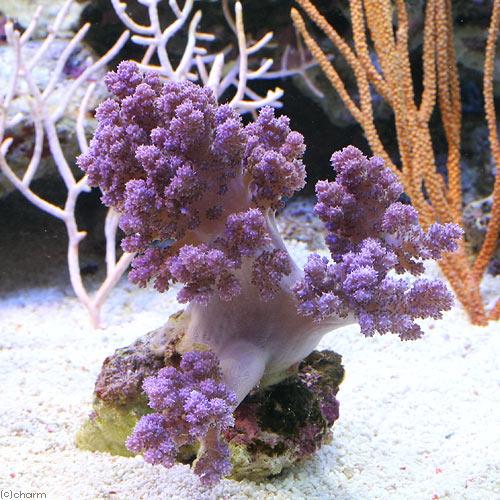 （サンゴ）沖縄産　スジチヂミトサカ　ライトパープル　Ｍサイズ（１個）　ｙ−78