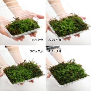 (観葉植物)テラリウム 苔 シノブゴケ 1パック分の詳細画像1