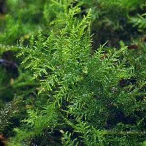 (観葉植物)テラリウム 苔 シノブゴケ 1パック分の詳細画像2
