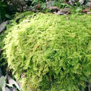 (観葉植物)テラリウム 苔 シノブゴケ 1パック分の詳細画像3
