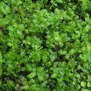（観葉植物）テラリウム　苔　コツボゴケ　１パック分