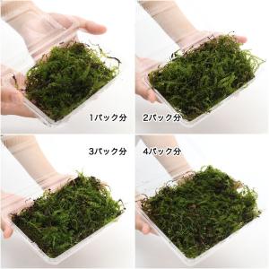 (観葉植物)テラリウム 苔 コツボゴケ 1パック分の詳細画像1