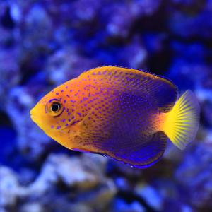 （海水魚）一点物　レンテンヤッコ　カミハタブリード（証明書付き）　ＭＦ−５９６５（１匹）
