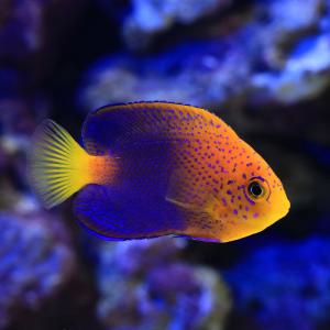 (海水魚)一点物 レンテンヤッコ カミハタブリ...の詳細画像1