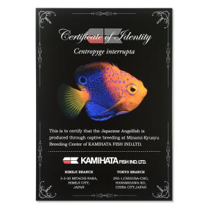(海水魚)一点物 レンテンヤッコ カミハタブリ...の詳細画像2