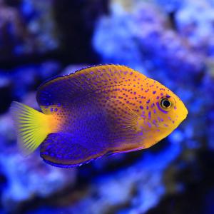 （海水魚）一点物　レンテンヤッコ　カミハタブリード（証明書付き）　ＭＦ−５９６６（１匹）