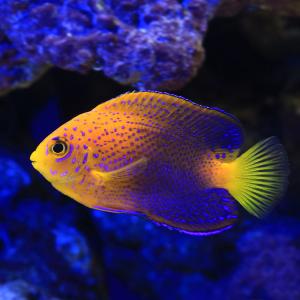 (海水魚)一点物 レンテンヤッコ カミハタブリ...の詳細画像1