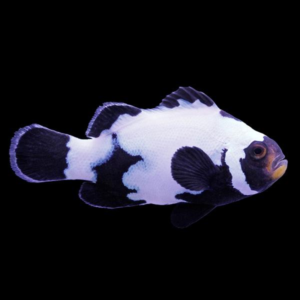 （海水魚）一点物　ブラックスノーフレークオセラリス（ブリード）約４ｃｍ　ＣＦ−１４３（１匹）　北海道...