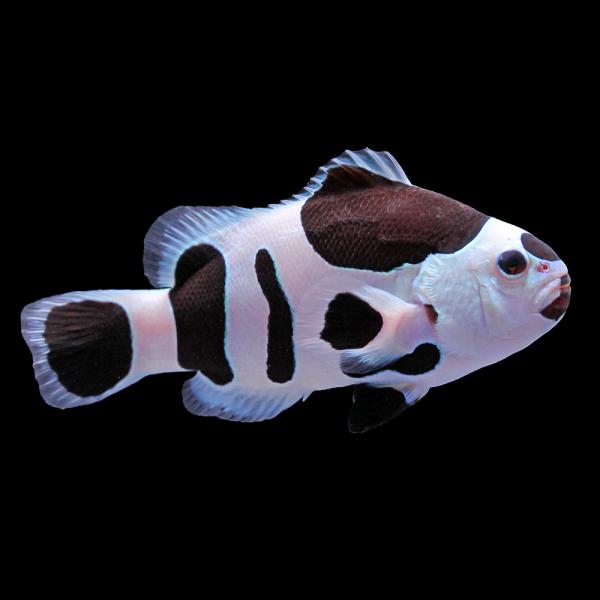 （海水魚）一点物　ブラックストームオセラリス（ブリード）約５ｃｍ　ＣＦ−１６０（１匹）　北海道・九州...