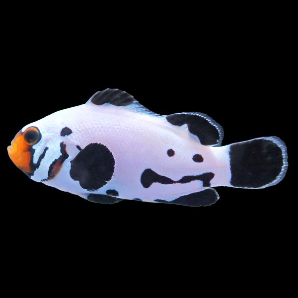 （海水魚）一点物　ブラックスノーフレークオセラリス（ブリード）約４ｃｍ　ＣＦ−１６７（１匹）　北海道...