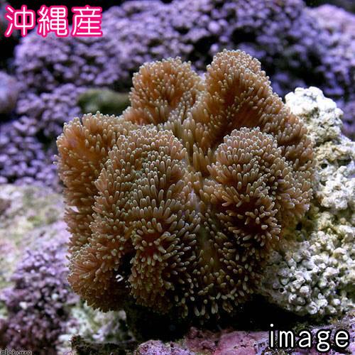 （海水魚）沖縄産　ハタゴイソギンチャク　ミックスカラー　Ｍサイズ（１匹）無脊椎動物